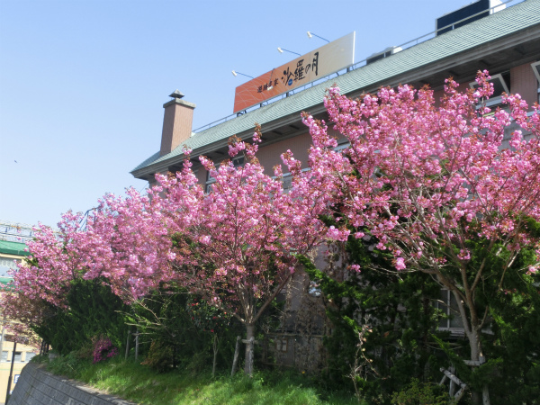 沙羅の月の八重桜（2015年5月7日撮影）