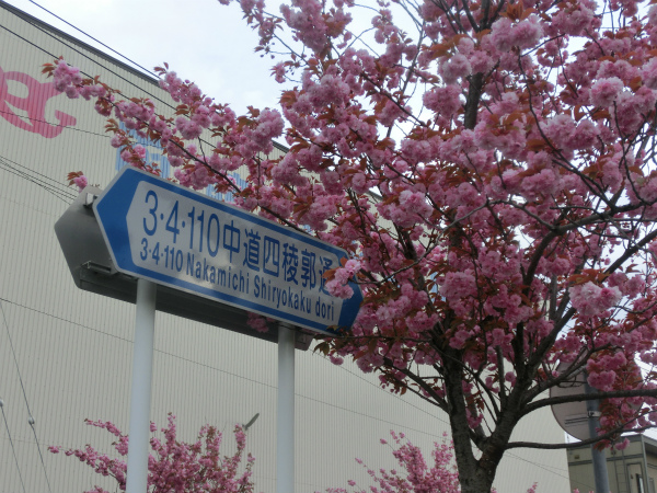 「3・4・110中道四稜郭通」の八重桜（2015年5月8日撮影）