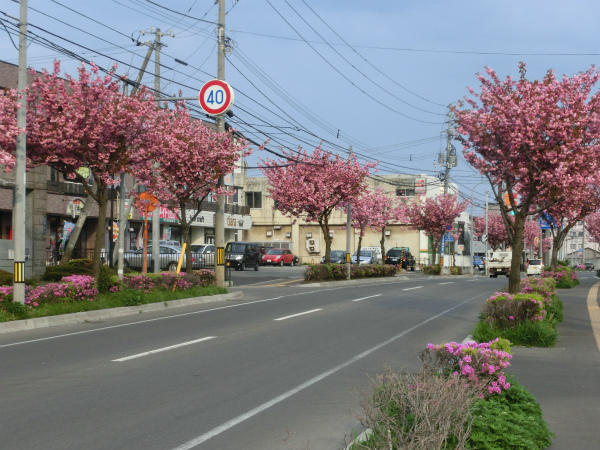 渡島合同庁舎前の八重桜（2015年5月8日撮影）