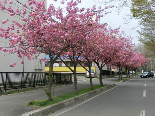 的場中学校前の八重桜（2015年5月9日撮影）